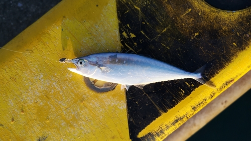 イケカツオの釣果