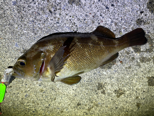 エゾメバルの釣果