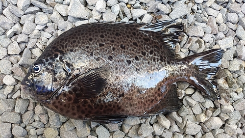 イシガキダイの釣果