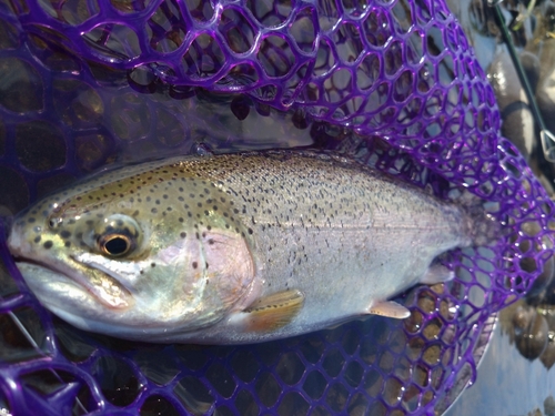 ニジマスの釣果