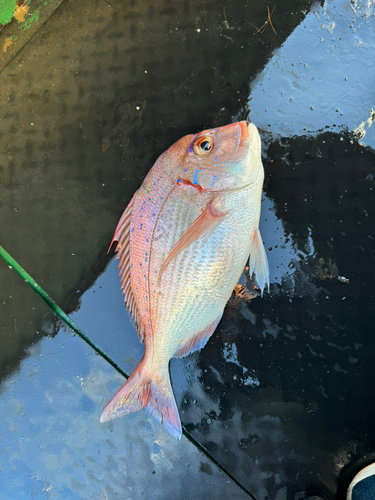 ネイリの釣果