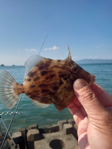 カワハギの釣果