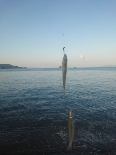 キスの釣果