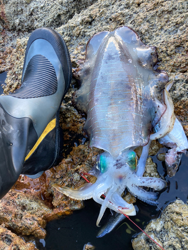 アオリイカの釣果