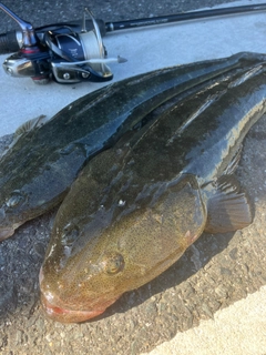 マゴチの釣果