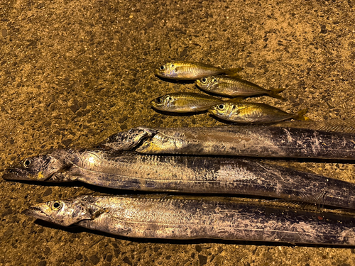 タチウオの釣果