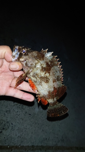 ヨロイメバルの釣果