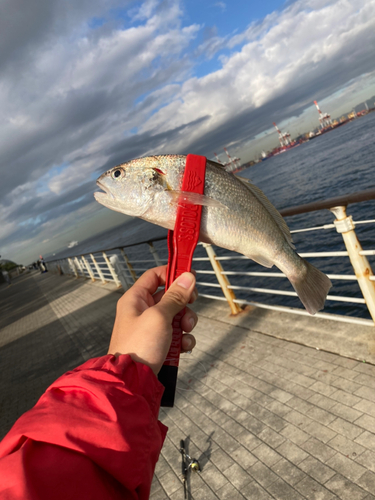 イシモチの釣果