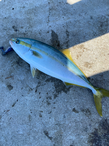 ワカシの釣果