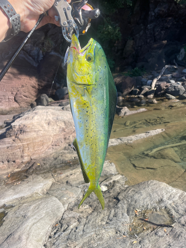 シイラの釣果