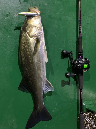 シーバスの釣果