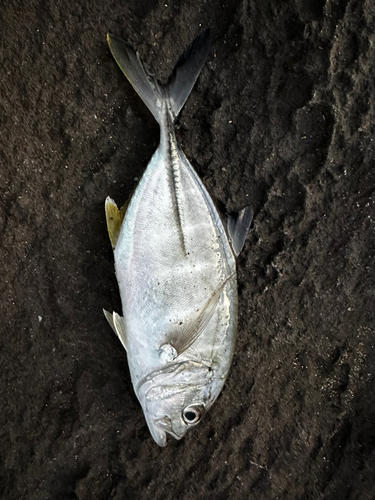 メッキの釣果