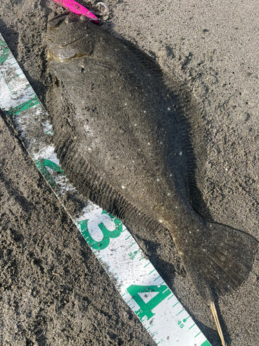 ヒラメの釣果