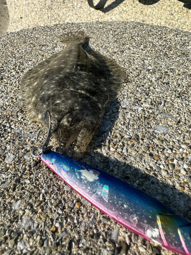 ソゲの釣果