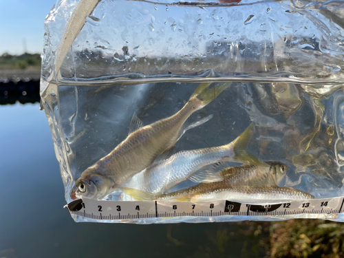 オイカワの釣果