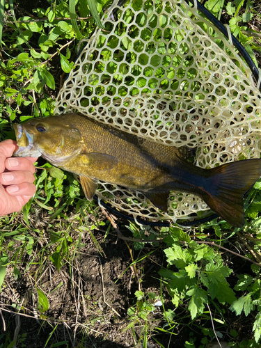 スモールマウスバスの釣果