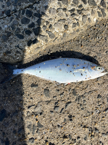 イケカツオの釣果