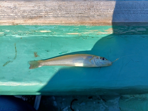 シロギスの釣果