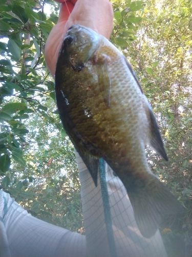 ブルーギルの釣果
