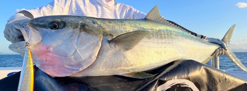 ヒラマサの釣果