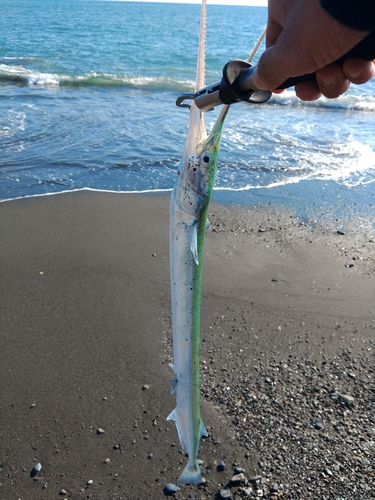 ダツの釣果