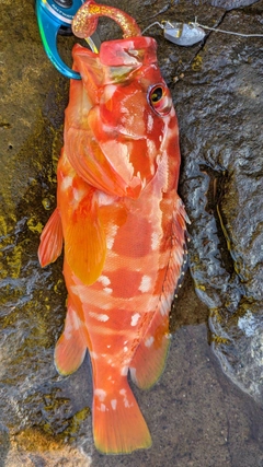 アカハタの釣果