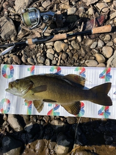 スモールマウスバスの釣果