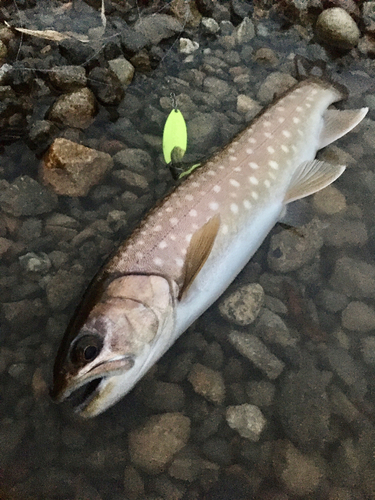 アメマスの釣果