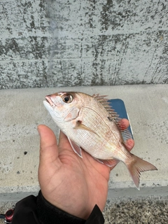 タイの釣果