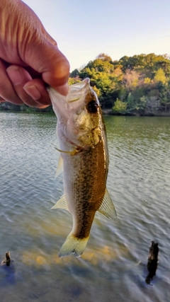 ブラックバスの釣果