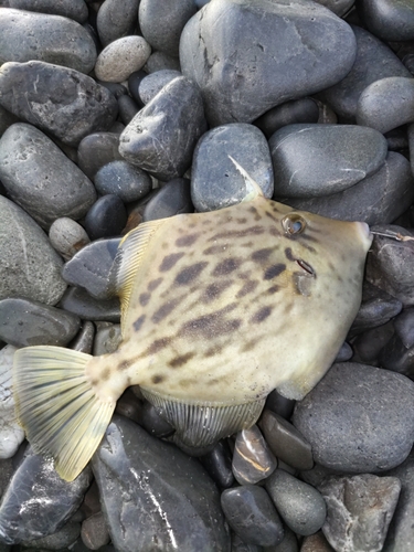 カワハギの釣果