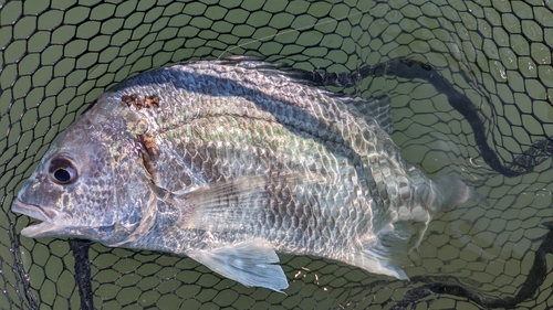 キビレの釣果