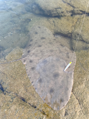 ツバクロエイの釣果