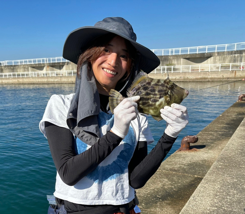 カワハギの釣果