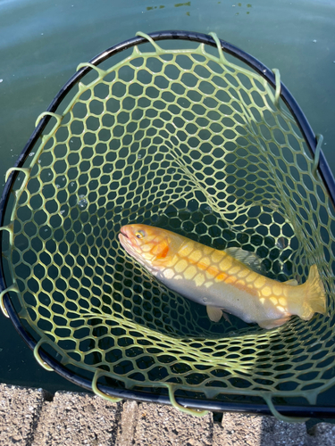 ニジマスの釣果