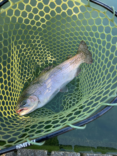 ニジマスの釣果