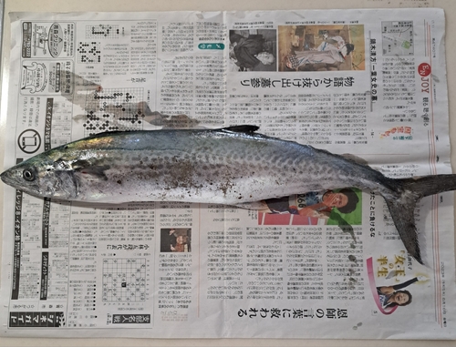 サゴシの釣果