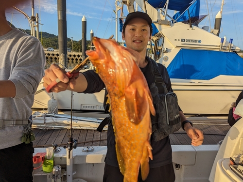 アコウの釣果