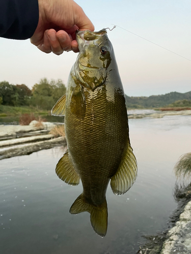 スモールマウスバスの釣果