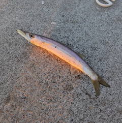 アカカマスの釣果