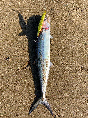 サゴシの釣果