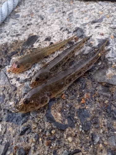 マハゼの釣果