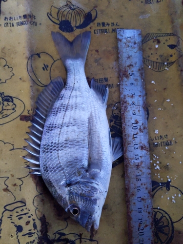 クロダイの釣果