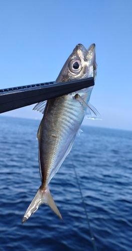 マアジの釣果