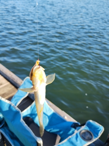 マハゼの釣果