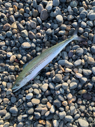 サゴシの釣果