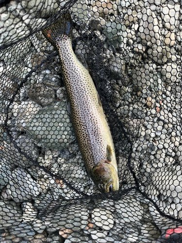 ニジマスの釣果