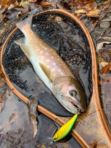 アメマスの釣果