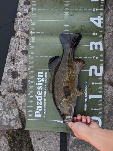 スモールマウスバスの釣果