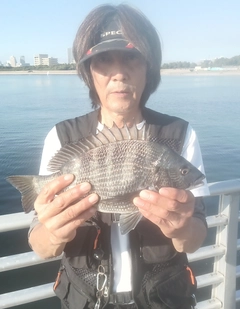 クロダイの釣果